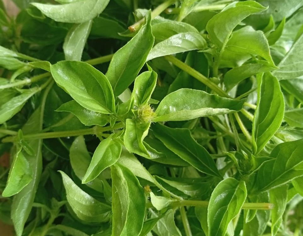 lemon basil leaves cultivation.jpeg